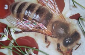 predavanje-matice-in-troti