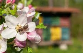 predavanje-sadjarstvo-cebelarstvo